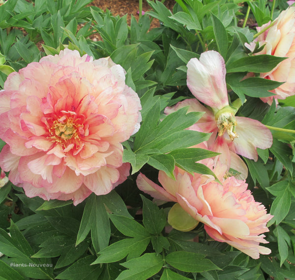 Peony Garden Candy Simply Scrumptious flowers
