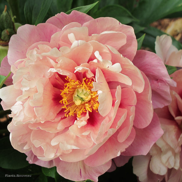 Peony Garden Candy Simply Scrumptious flower