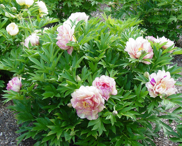 Peony Garden Candy Simply Scrumptious clump