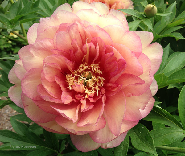 Peony Garden Candy Simply Scrumptious