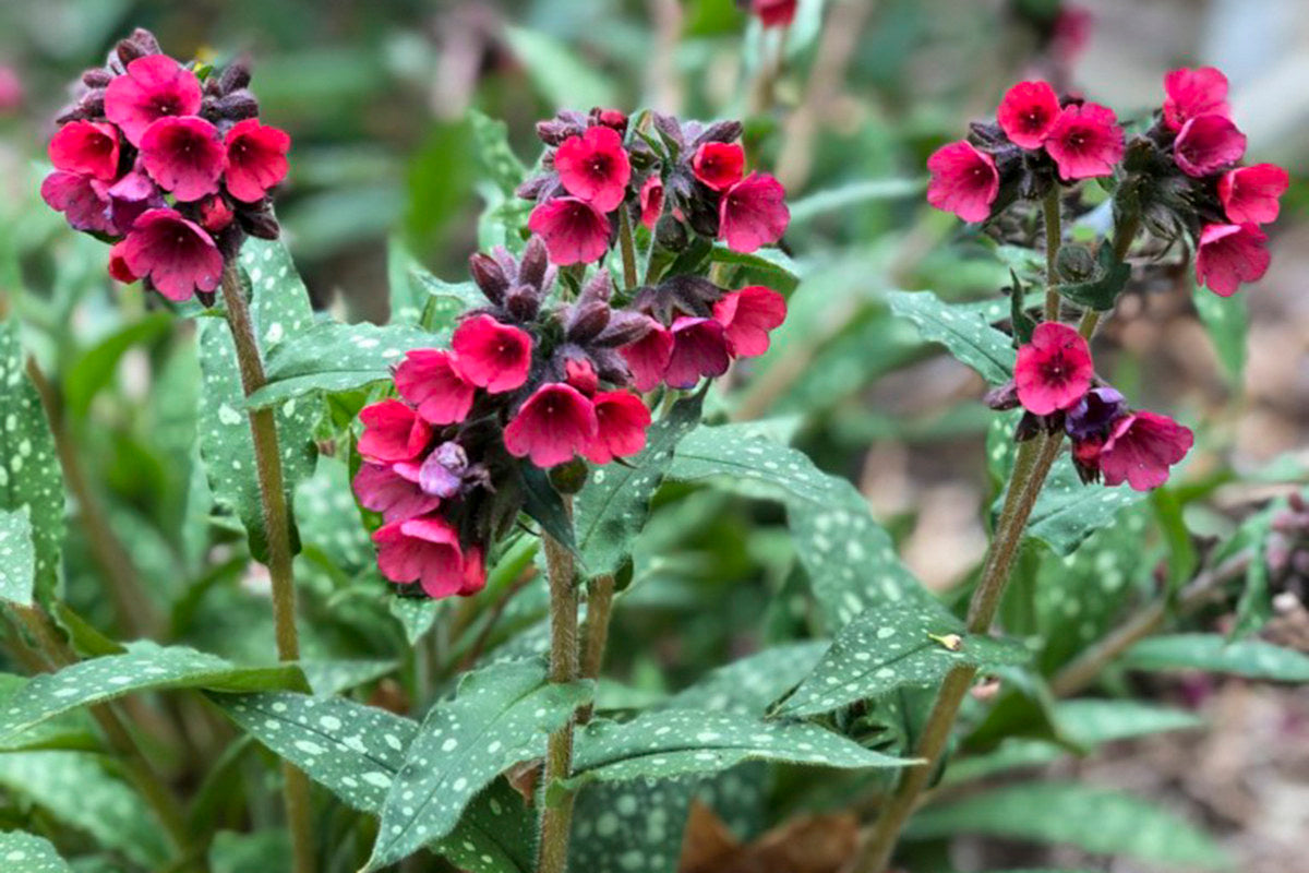 Pulmonaria 'Lisa Marie'