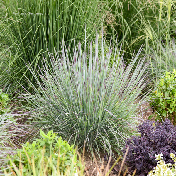 Schizachyrium 'Brush Strokes'