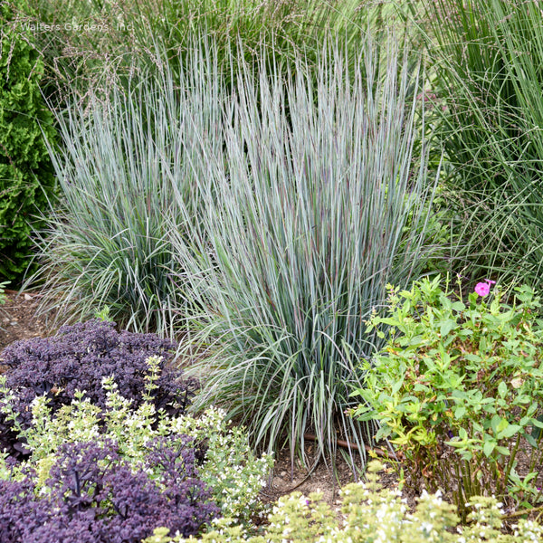 Schizachyrium 'Brush Strokes'