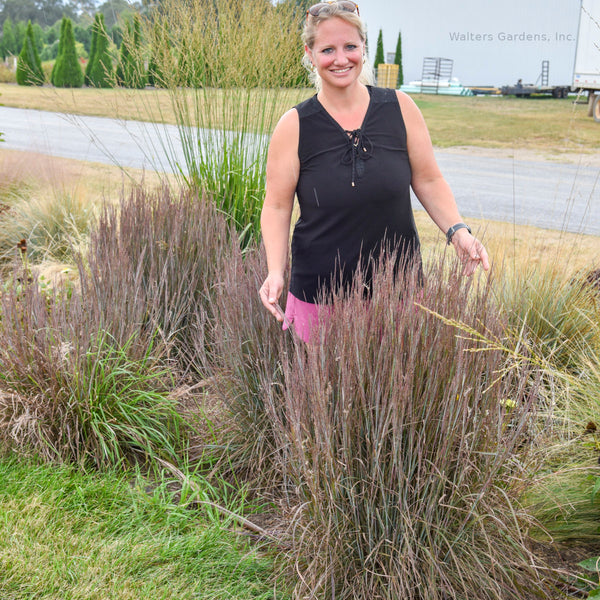 Schizachyrium 'Brush Strokes'