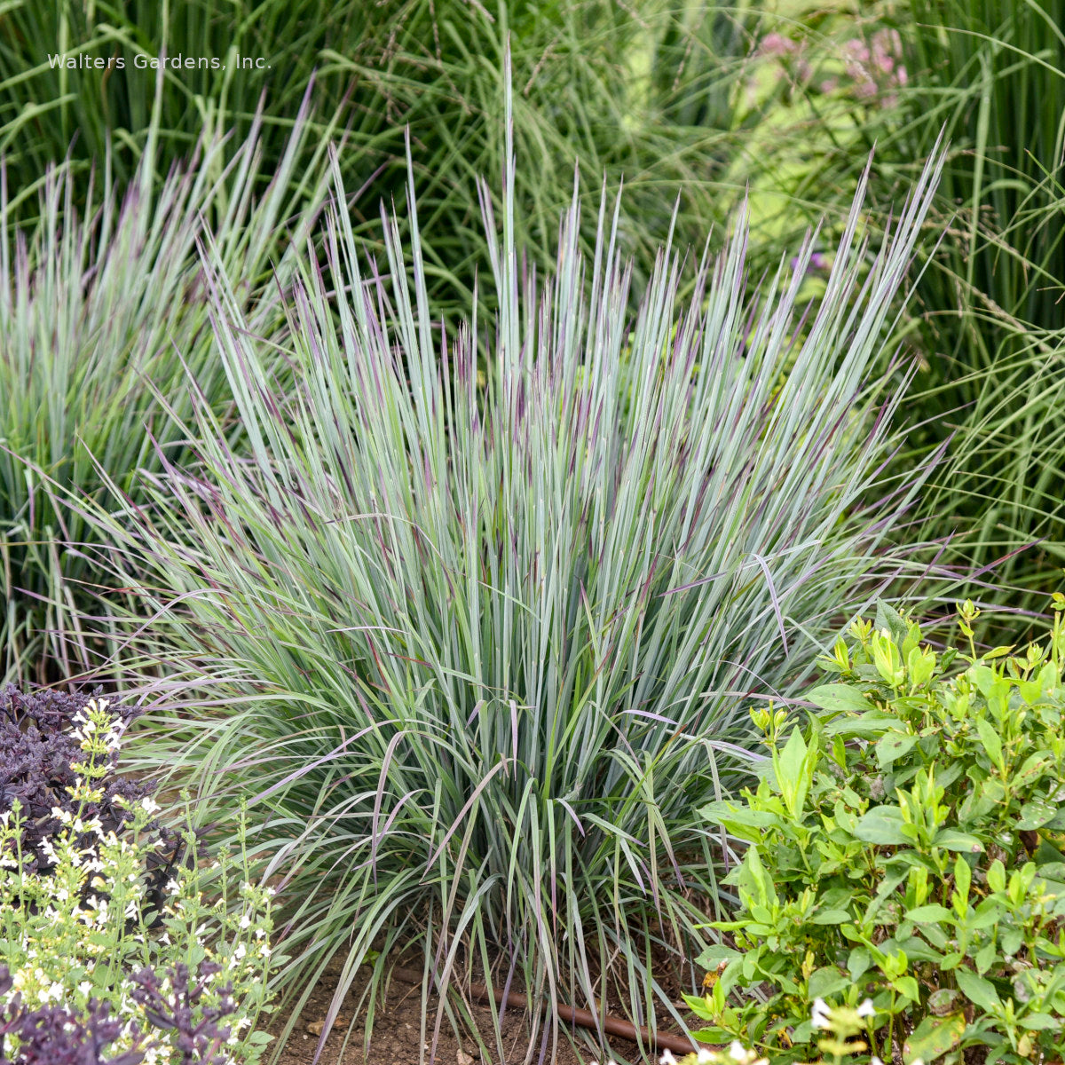 Schizachyrium 'Brush Strokes'