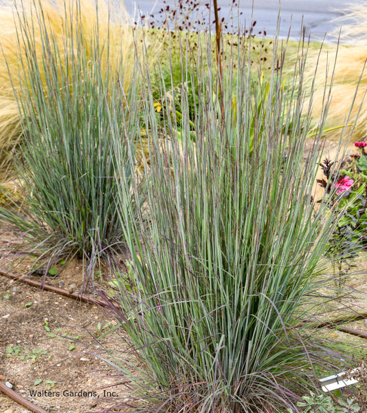 Schizachyrium scoparium 'Cinnamon Sticks'