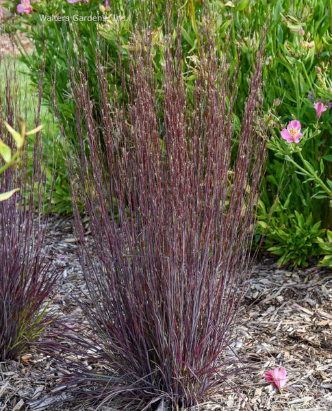 Schizachyrium scoparium 'Cinnamon Sticks'