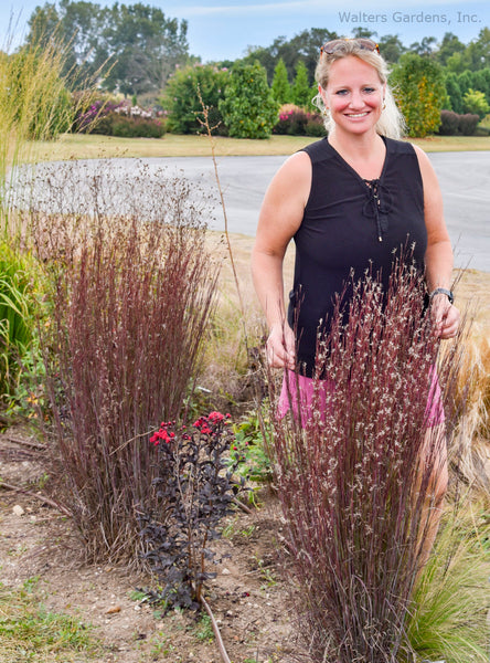 Schizachyrium scoparium 'Cinnamon Sticks'
