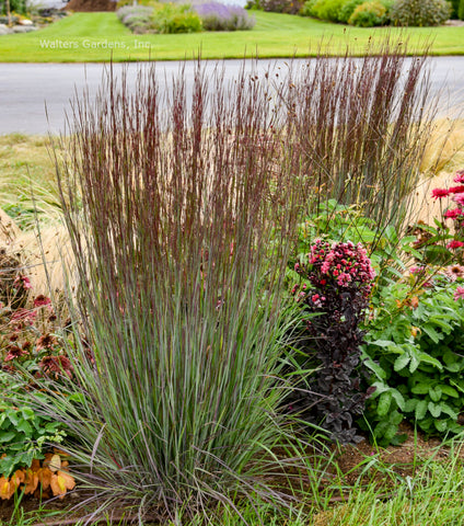 Schizachyrium 'Cinnamon Sticks'