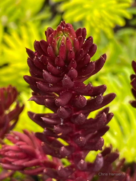 Sedum Red Angelina