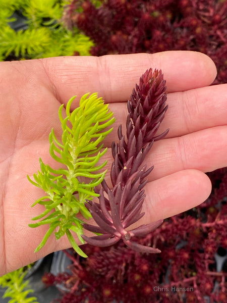 Sedum Red Angelina and Sedum Angelina's Teacup