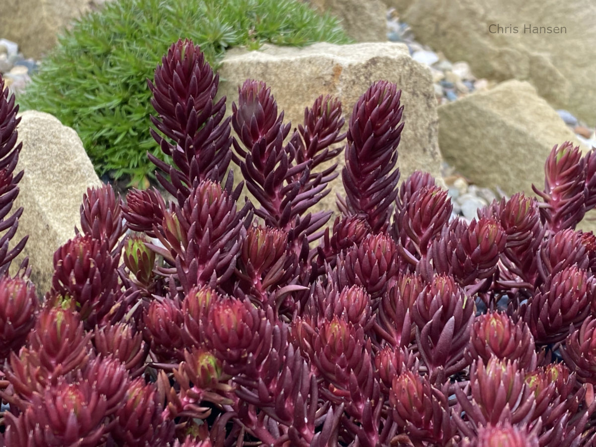 Sedum Red Angelina
