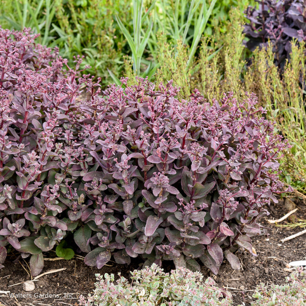 Sedum 'Wineberry Delight'