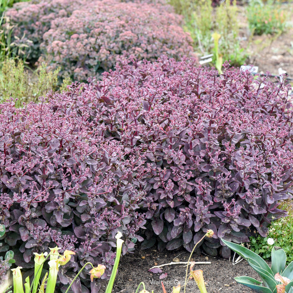 Sedum 'Wineberry Delight'
