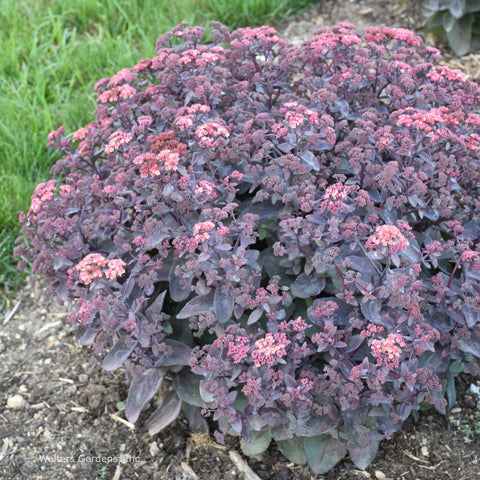 Sedum 'Wineberry Delight'