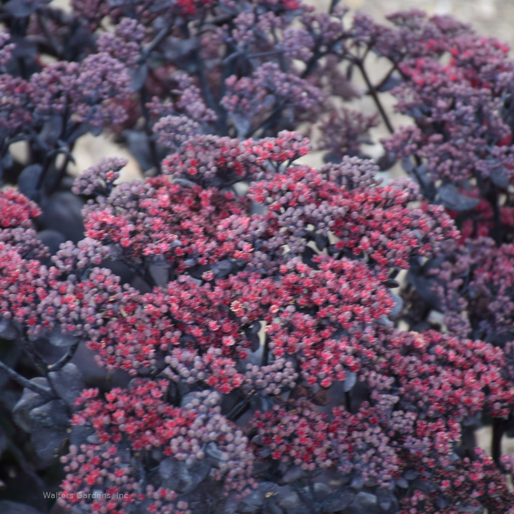 black sedum succulent Sedum 'After Dark' – In The Country Garden & Gifts Online Store