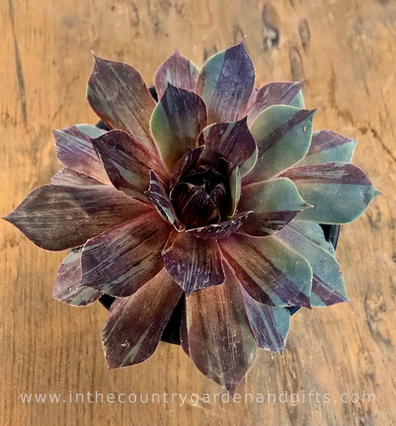 Sempervivum 'Splatter Matters'