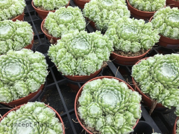 Sempervivum 'Summer Frost'