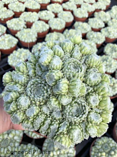 Sempervivum 'Summer Frost'