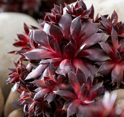 dark red succulent Sempervivum 'Blushing Garnet' – In The Country Garden & Gifts Online Store