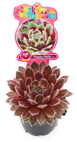 Sempervivum Chick Charmlettes 'Happy Holly'