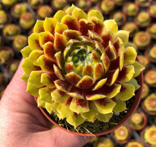Sempervivum 'Lemon Flare' – In The Country Garden & Gifts