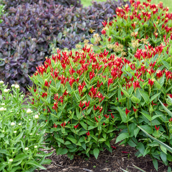 Spigelia 'Apple Slices'