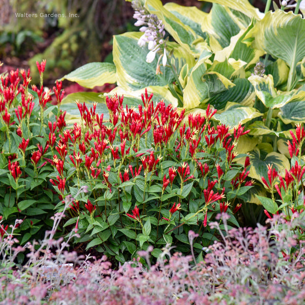 Spigelia 'Apple Slices'