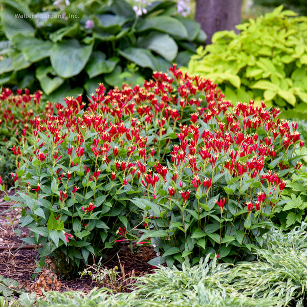 Spigelia 'Apple Slices'