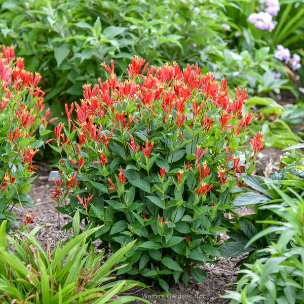 Spigelia 'Orange Slices'