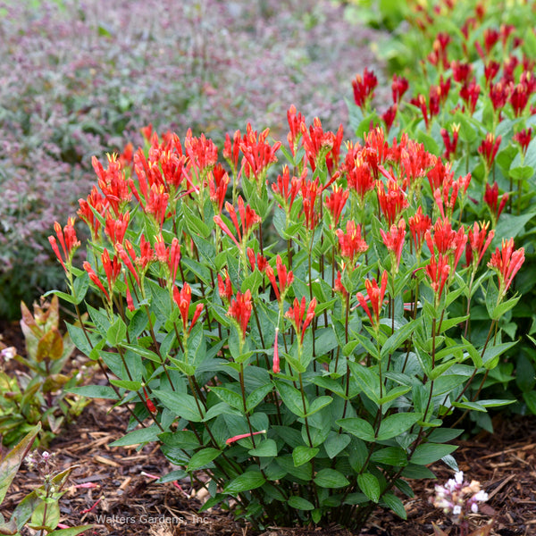 Spigelia 'Orange Slices'
