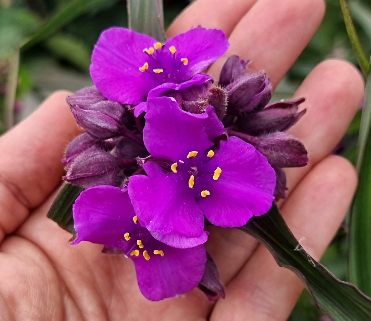 Tradescantia 'JS Brainstorm'