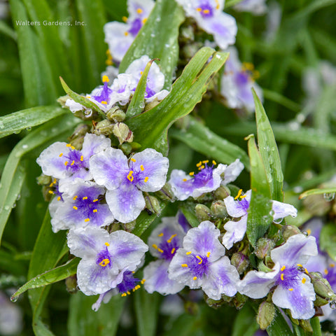 Tradescantia 'Webmaster'