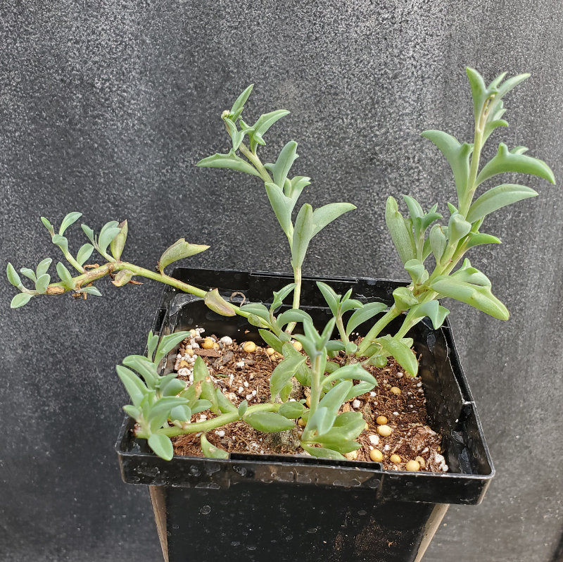dolphin succulent where to buy Senecio peregrinus