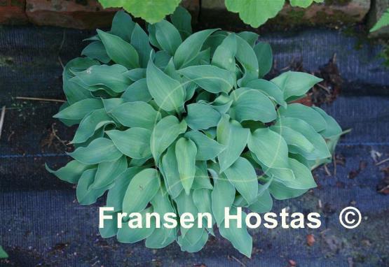 Hosta 'Dilithium Crystal'