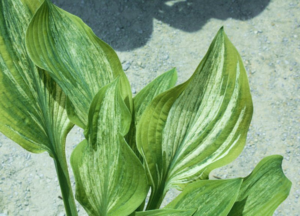 Hosta 'Sir Prize'