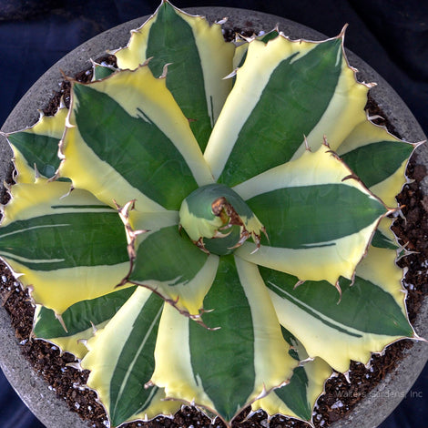 Succulents &amp; Agaves