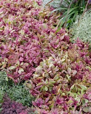 Ajuga Princess Nadia