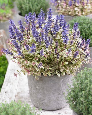 Ajuga Princess Nadia