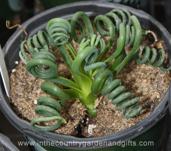 albuca spiralis succulent Albuca spiralis Frizzle Sizzle