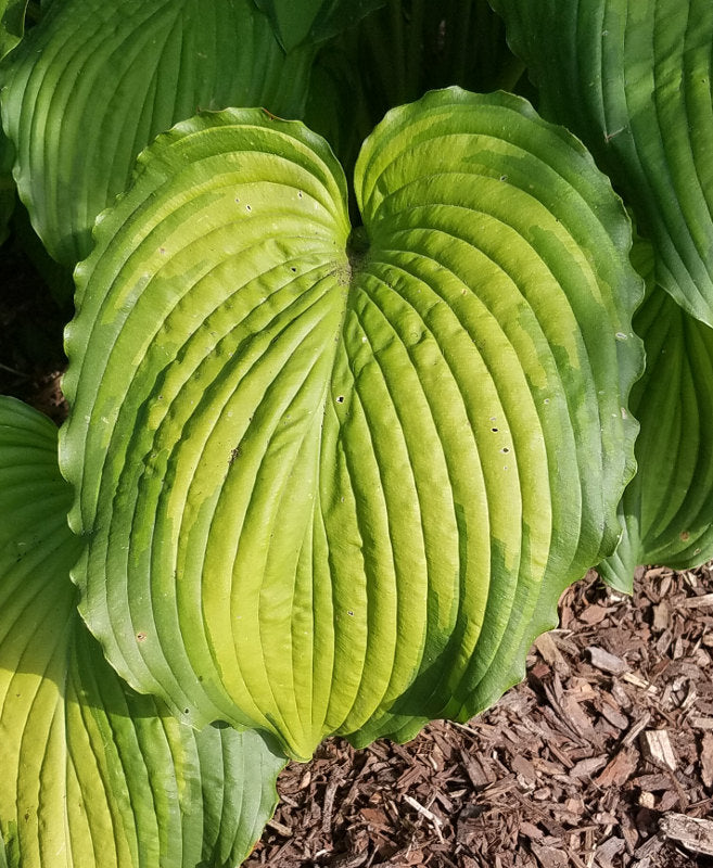 amalias succulents Hosta Amalia