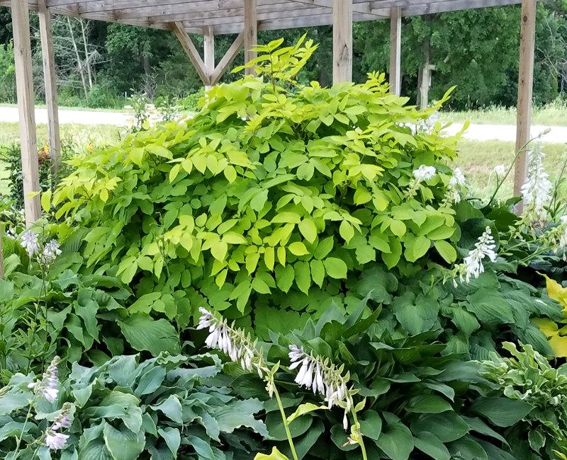 Aralia cor. 'Sun King'
