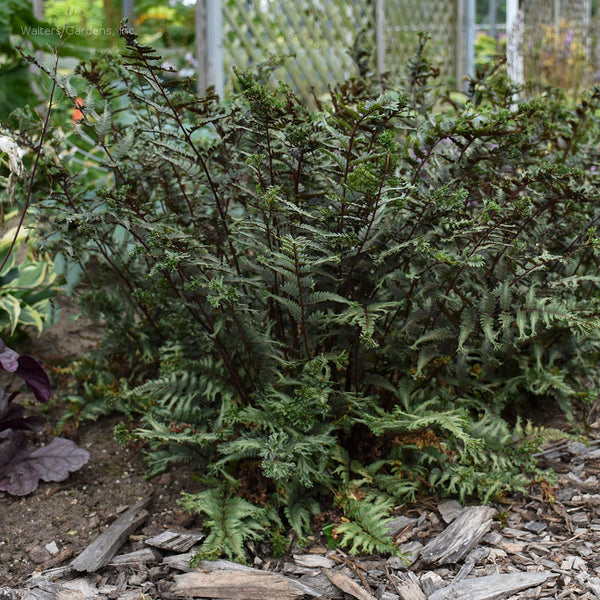 Athyrium niponicum 'Crested Surf'