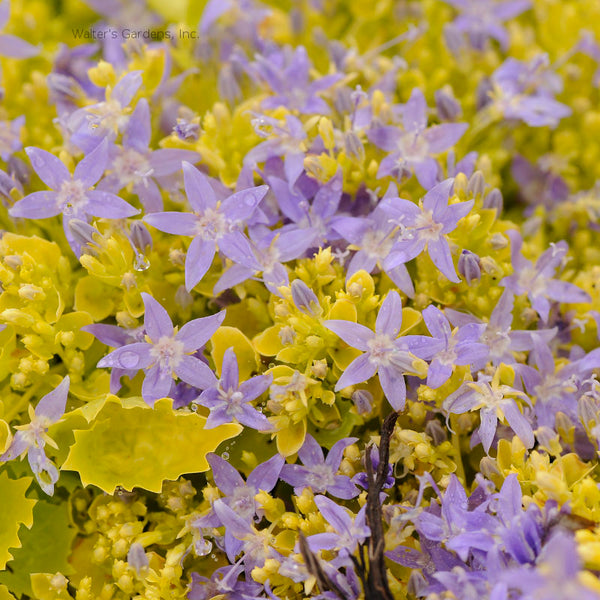 Campanula 'Dickson's Gold'