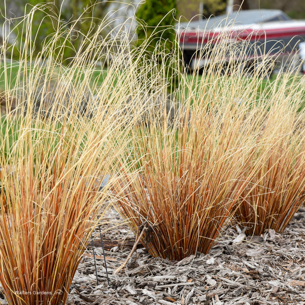 Carex buchananii 'Firefox'
