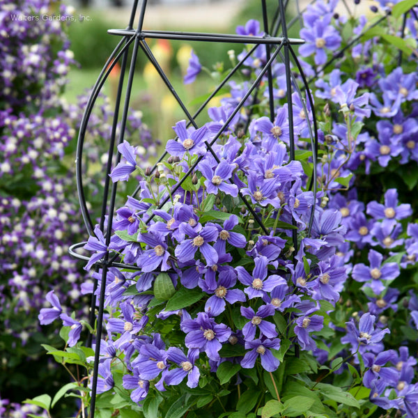 Clematis 'Rain Dance'
