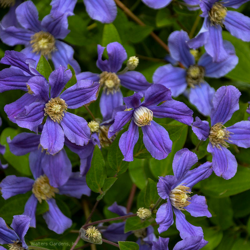 Clematis 'Rain Dance'