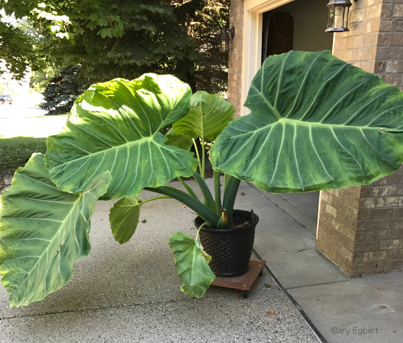 thailand elephant ear plant Thailand Giant Elephant Ear (Thai Giant) - Colocasia gigantea