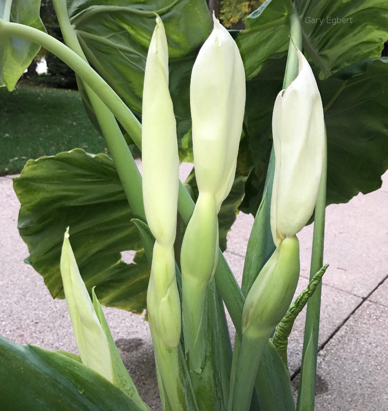 Thailand Giant Elephant Ear (Thai Giant) - Colocasia gigantea