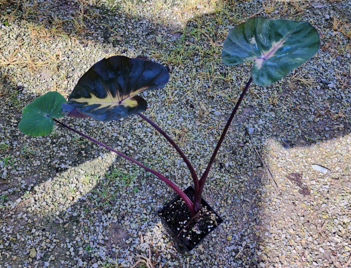electric blue gecko elephant ear plant Royal Hawaiian Waikiki Colocasia Plant